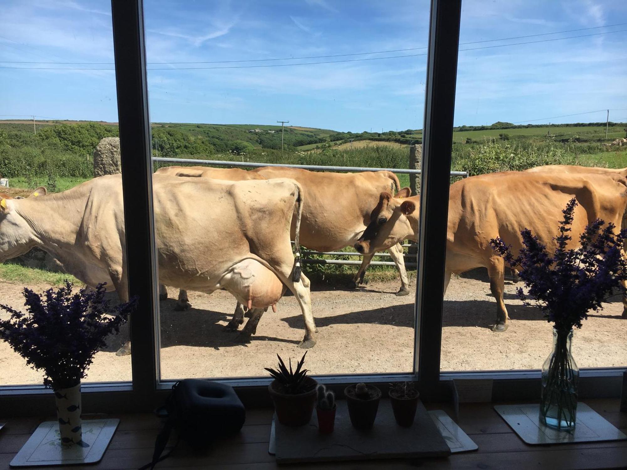 Trengothal Barn Apartment Porthcurno Bagian luar foto